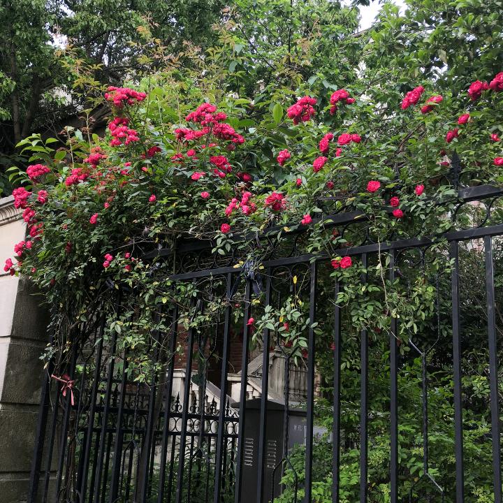 芙蓉花