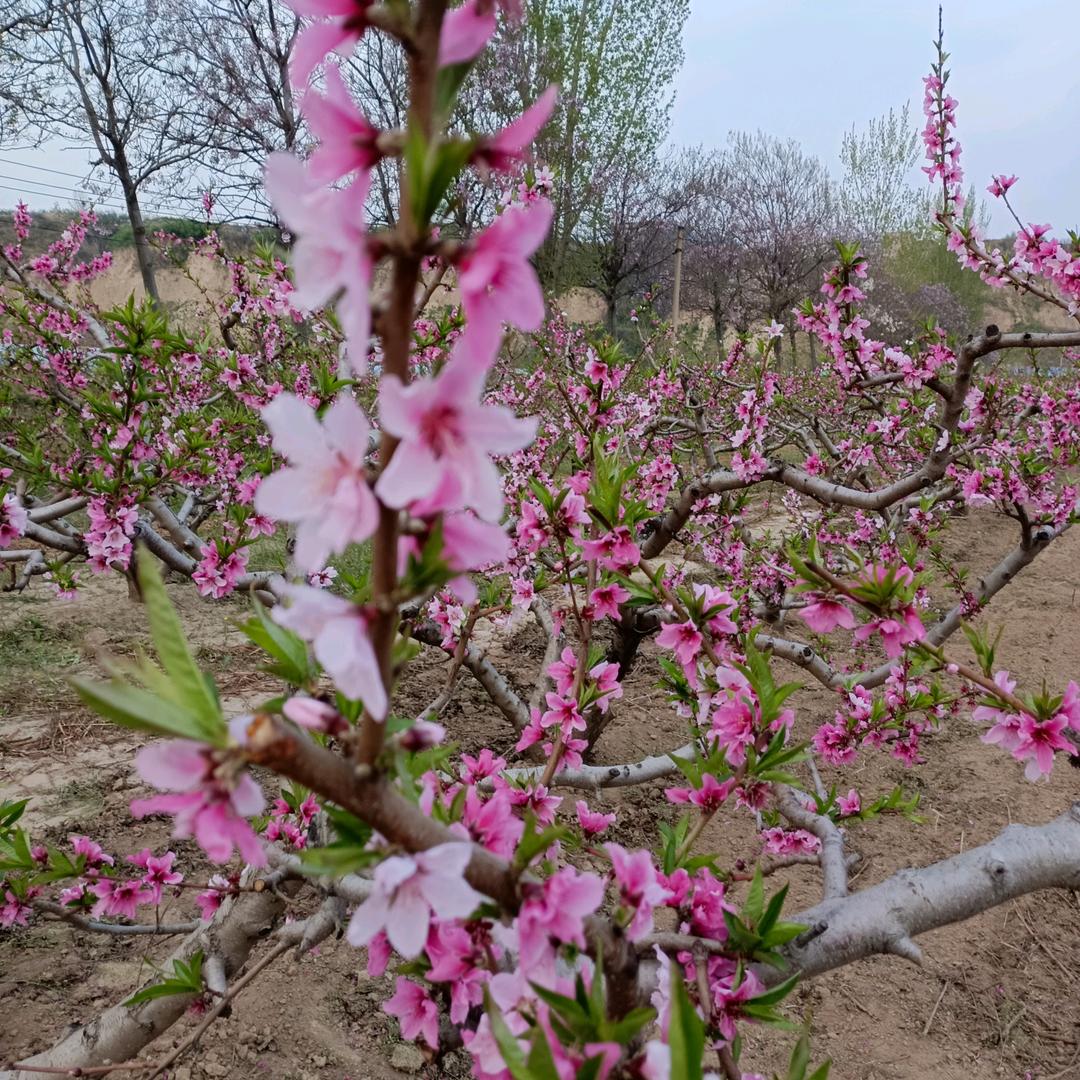 名字改了，叫我风