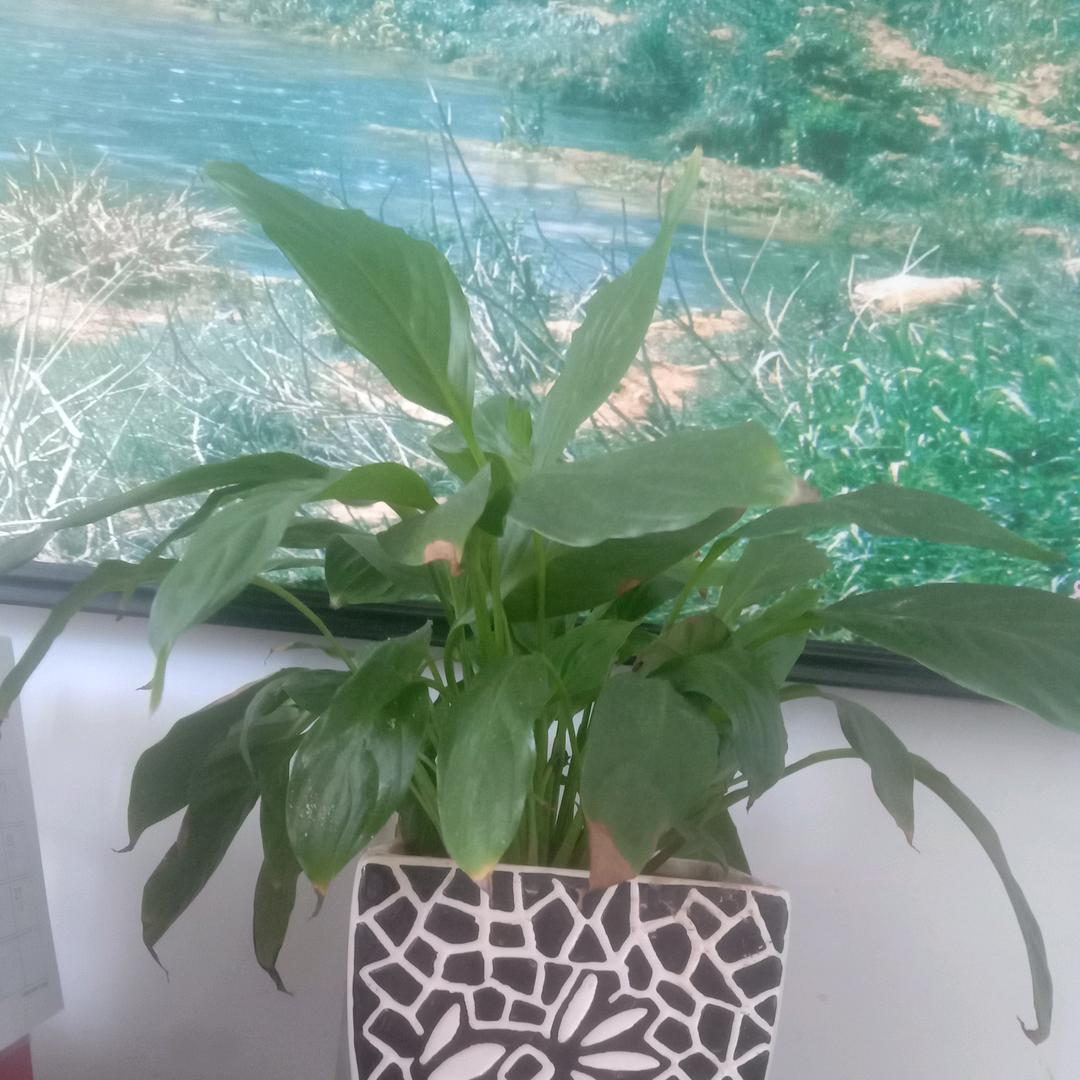 花开富贵。