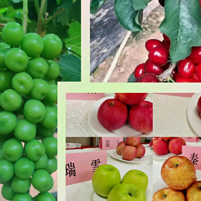 北方果树调控