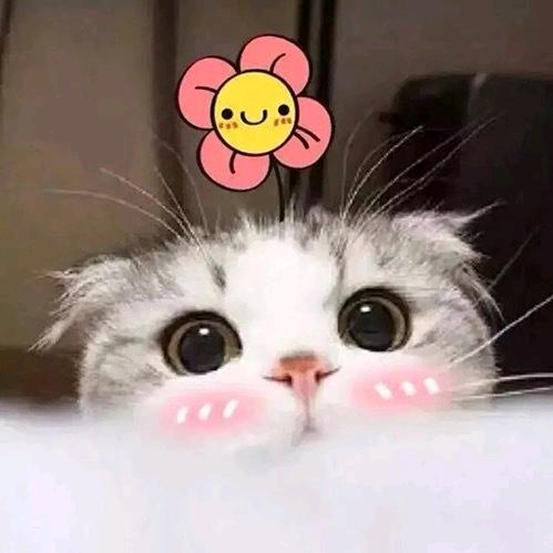 岚精灵💙