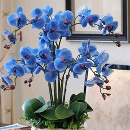 如花
