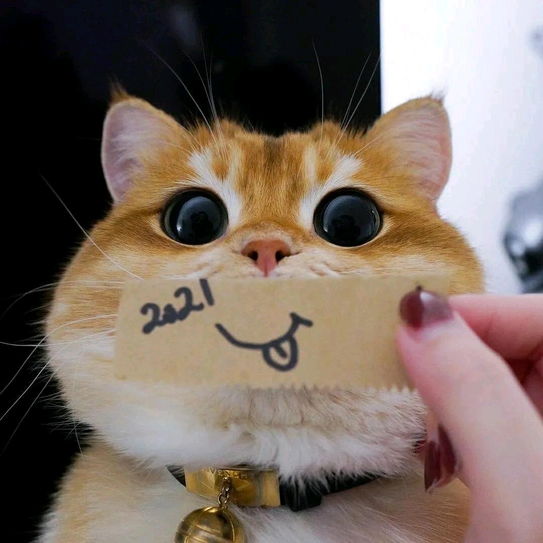 何小爱