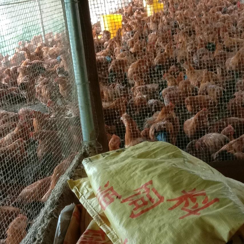 养鸡六