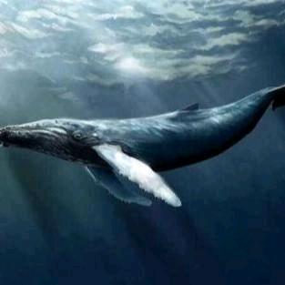 『深蓝』技术流&航拍