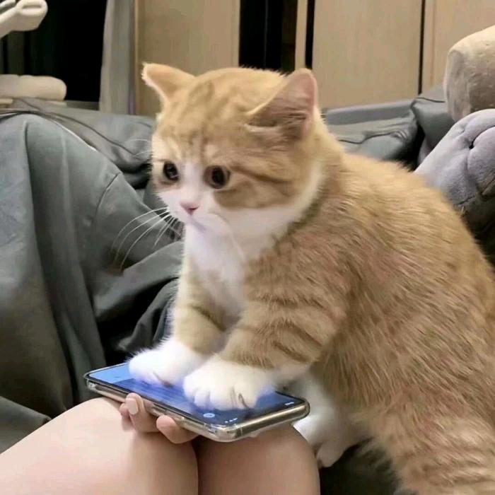 小艳姐