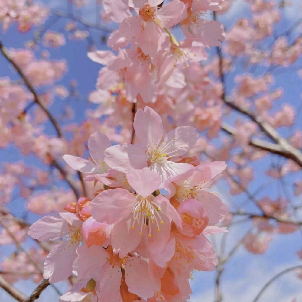 樱花🌸
