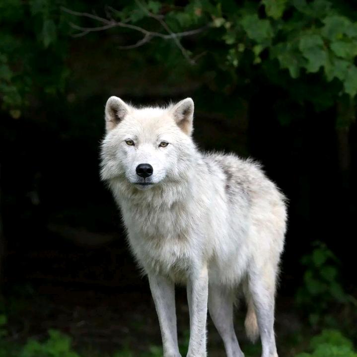 浪迹天涯（狼🐺人）