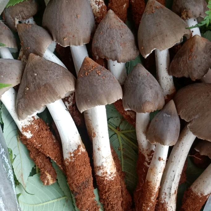 菌子之乡（野生菌和各种山货现场代购）