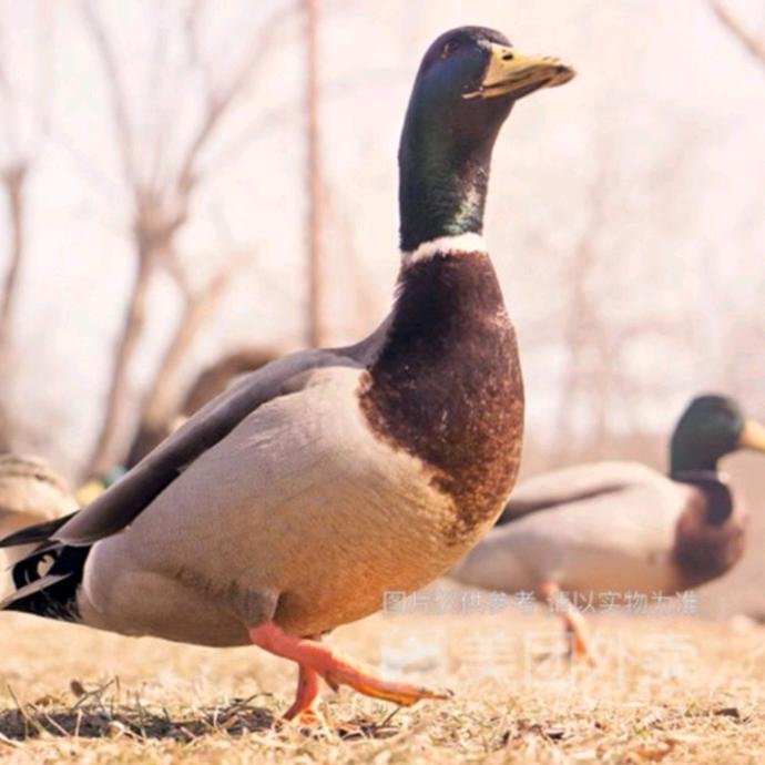 梦幻创意小铺018