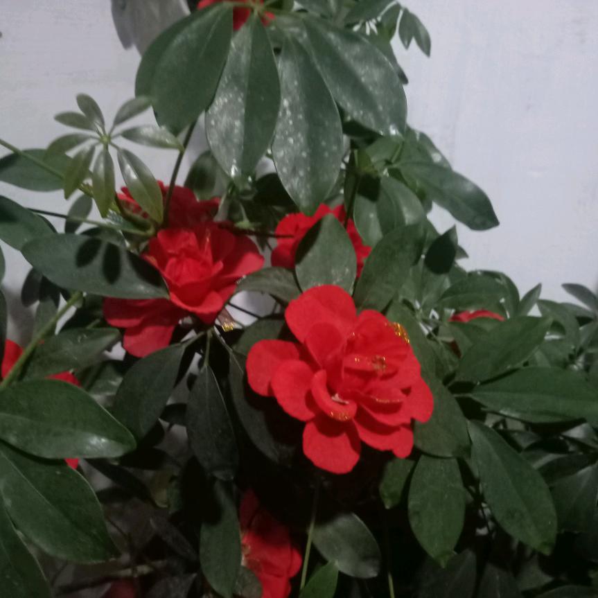 兰英不定时小号