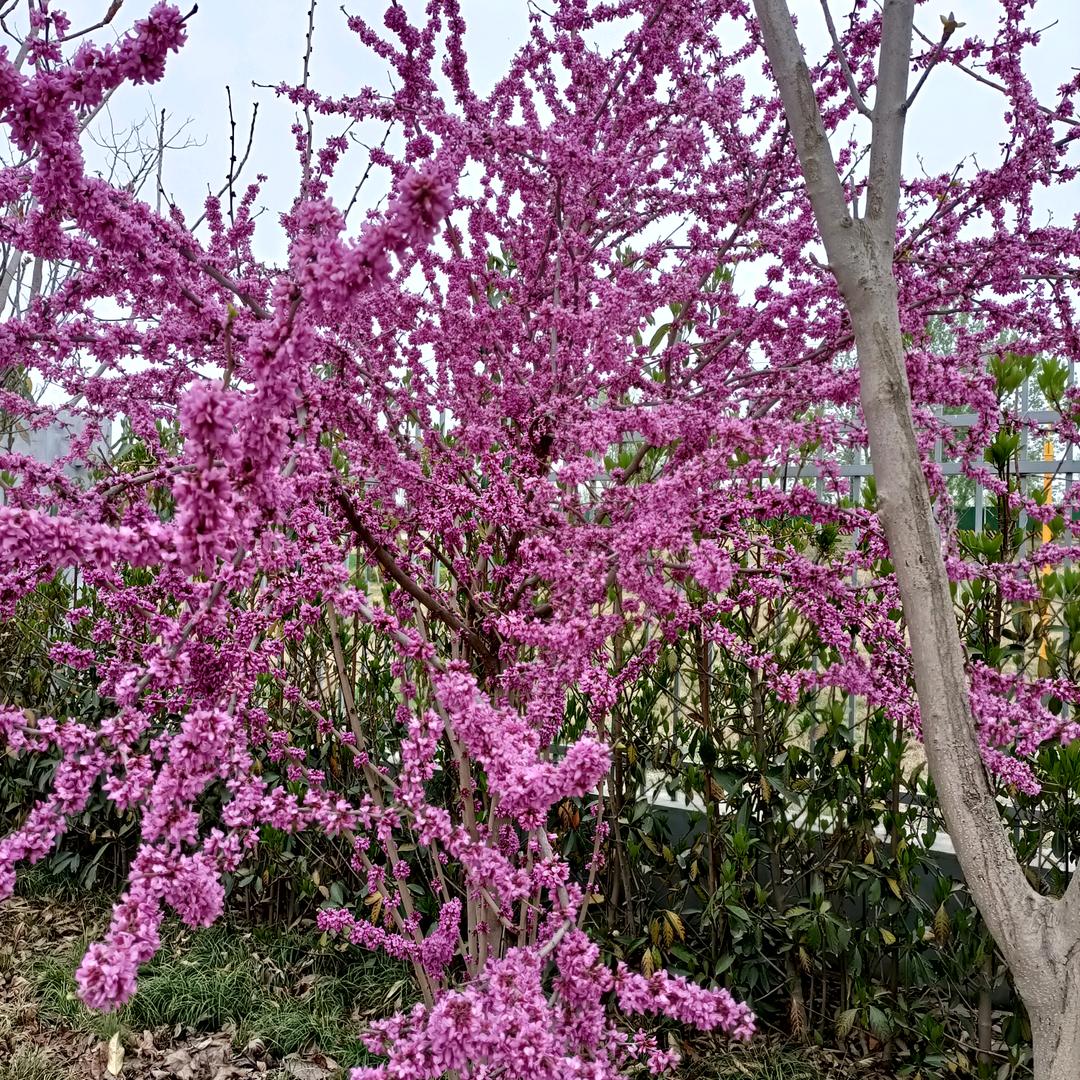shangbuqi83170