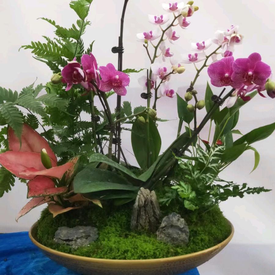 绿洲花卉
