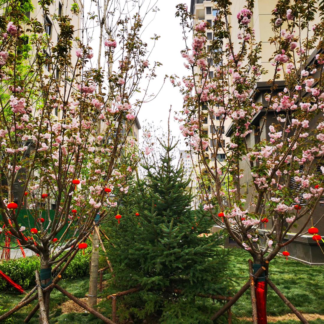 园林景观小学徒