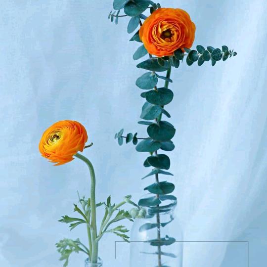 牡丹花姐