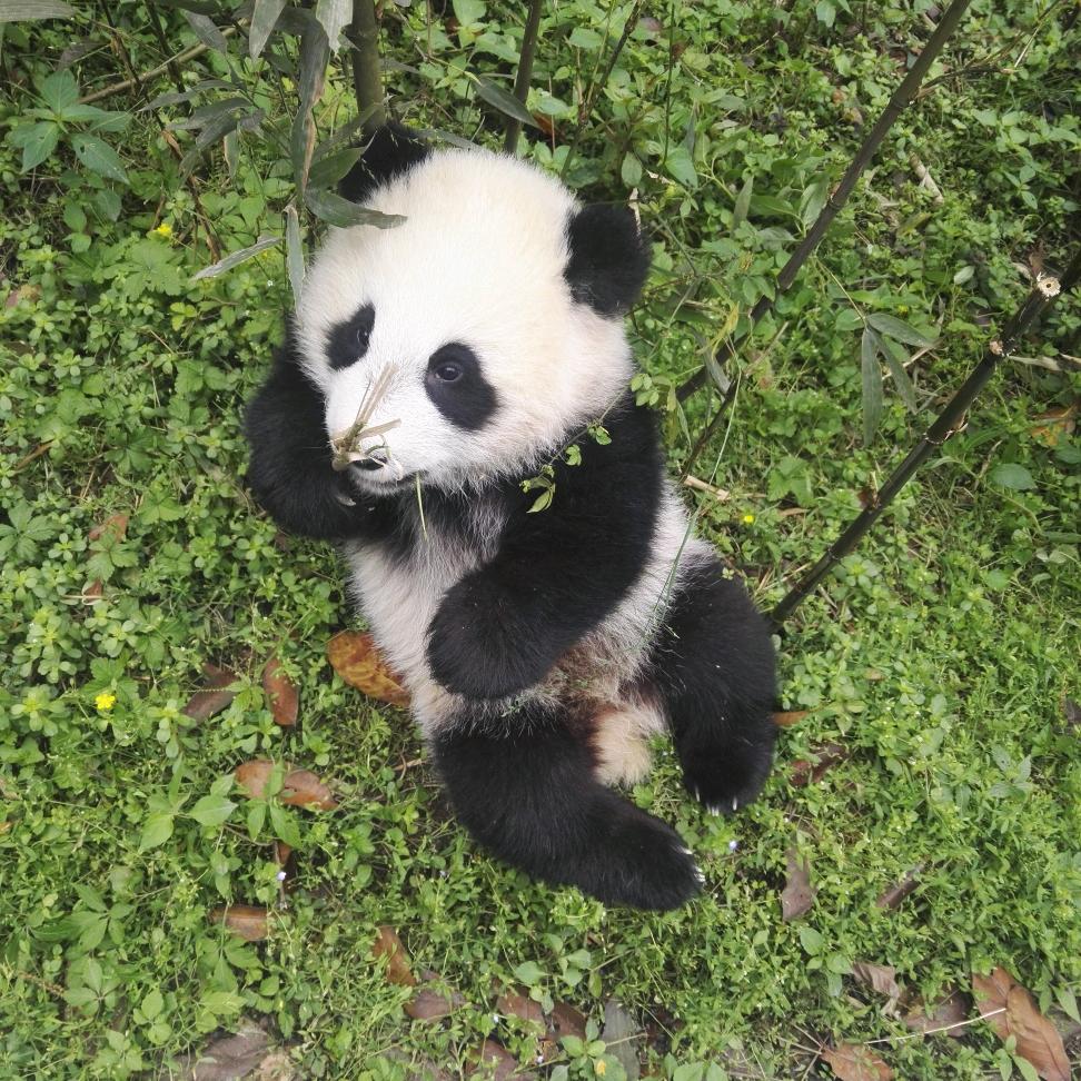 黑白升华