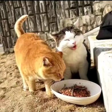 想养小狗小猫小牛