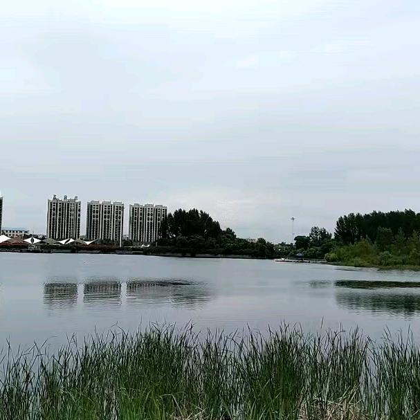 茯苓
