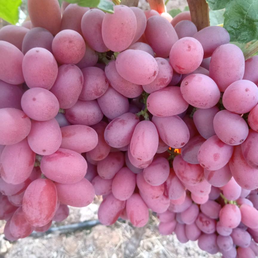 葡萄代办十八子老李