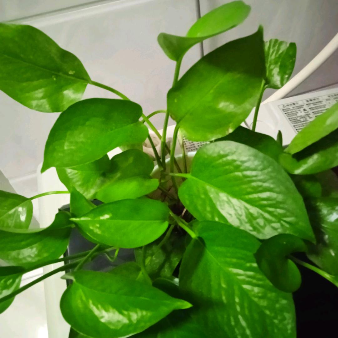 岁月境好