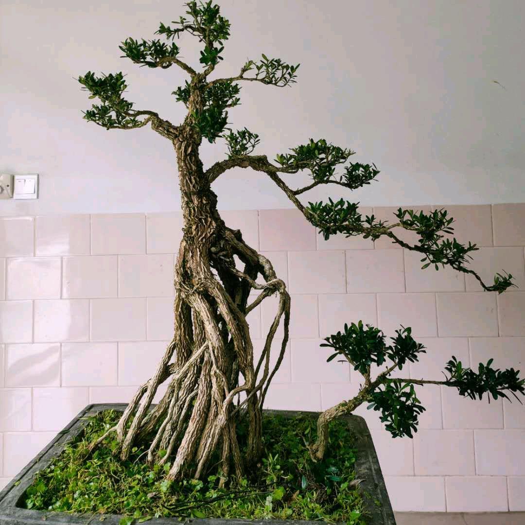 黄杨园艺