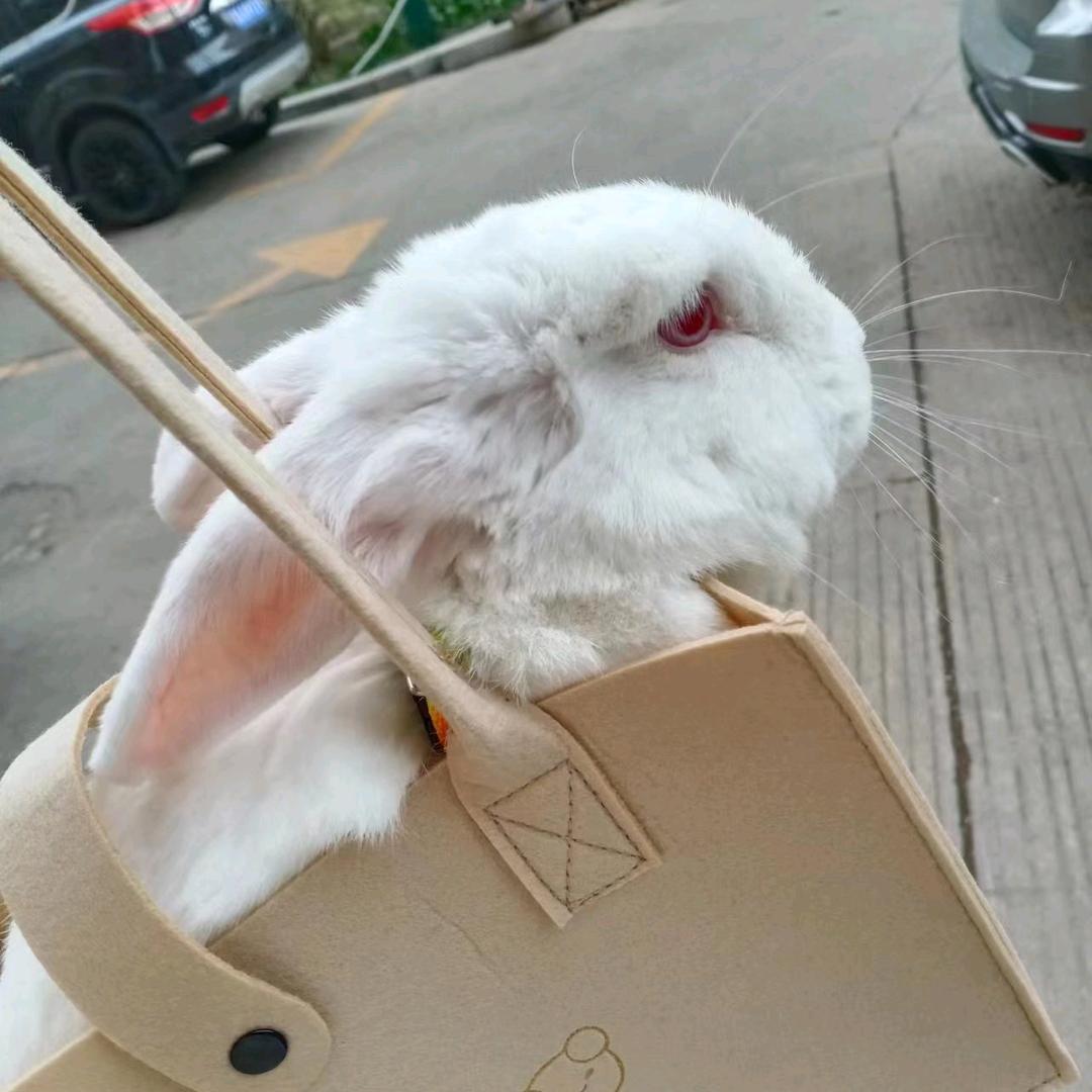 黑小蛋