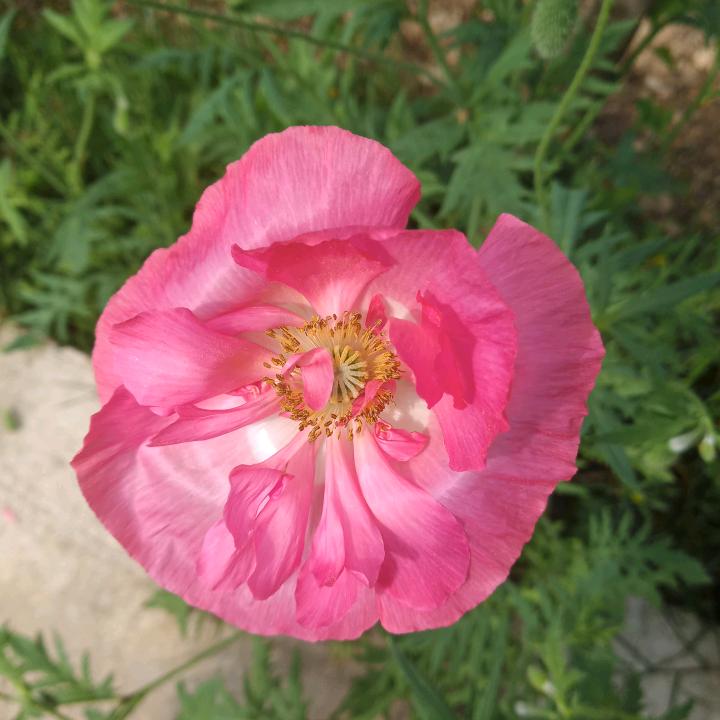莫烦恼
