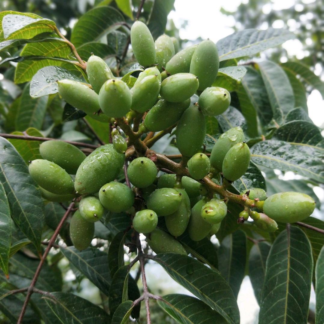 橄榄王一闽清老陈水果