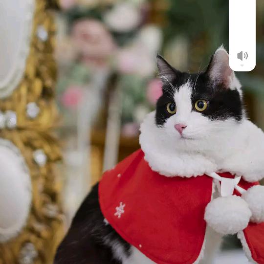 陈萌郑爱👩‍❤️‍👨💁‍♀