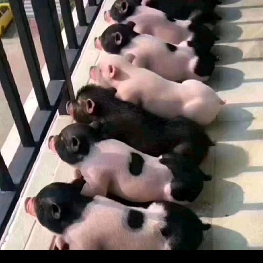 哥有的是猪 🐷🐷