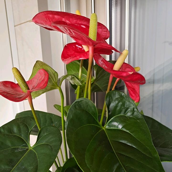 兰七
