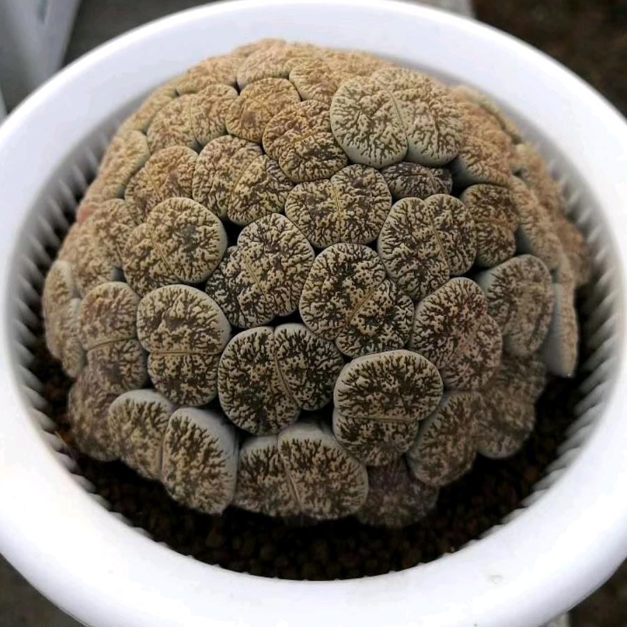 石植日记多肉园艺