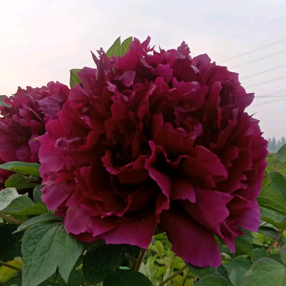 金茗牡丹