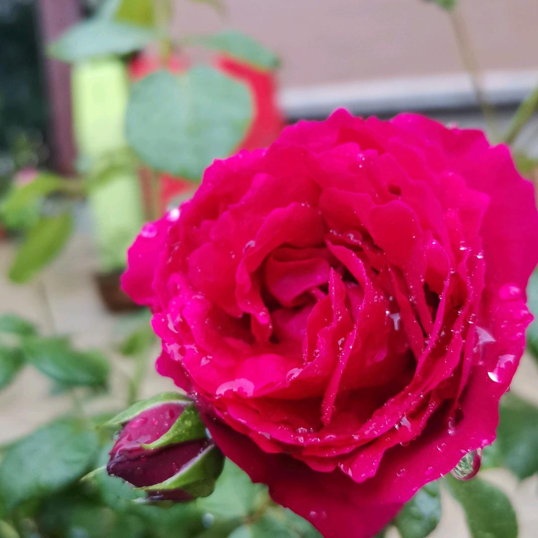 酒席服务一条龙饶银彩