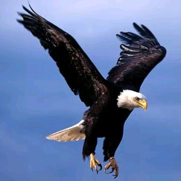🦅黑鹰🦅