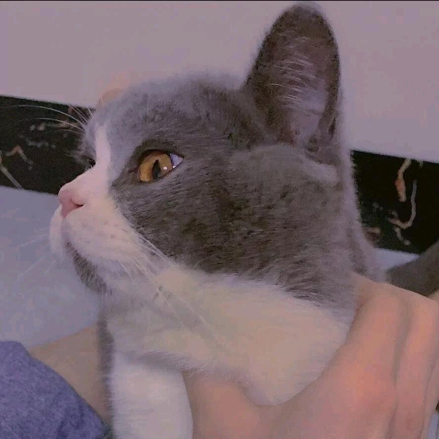 好运连连财源滚滚来