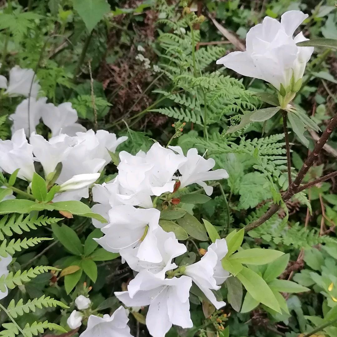 紫萱紫馨