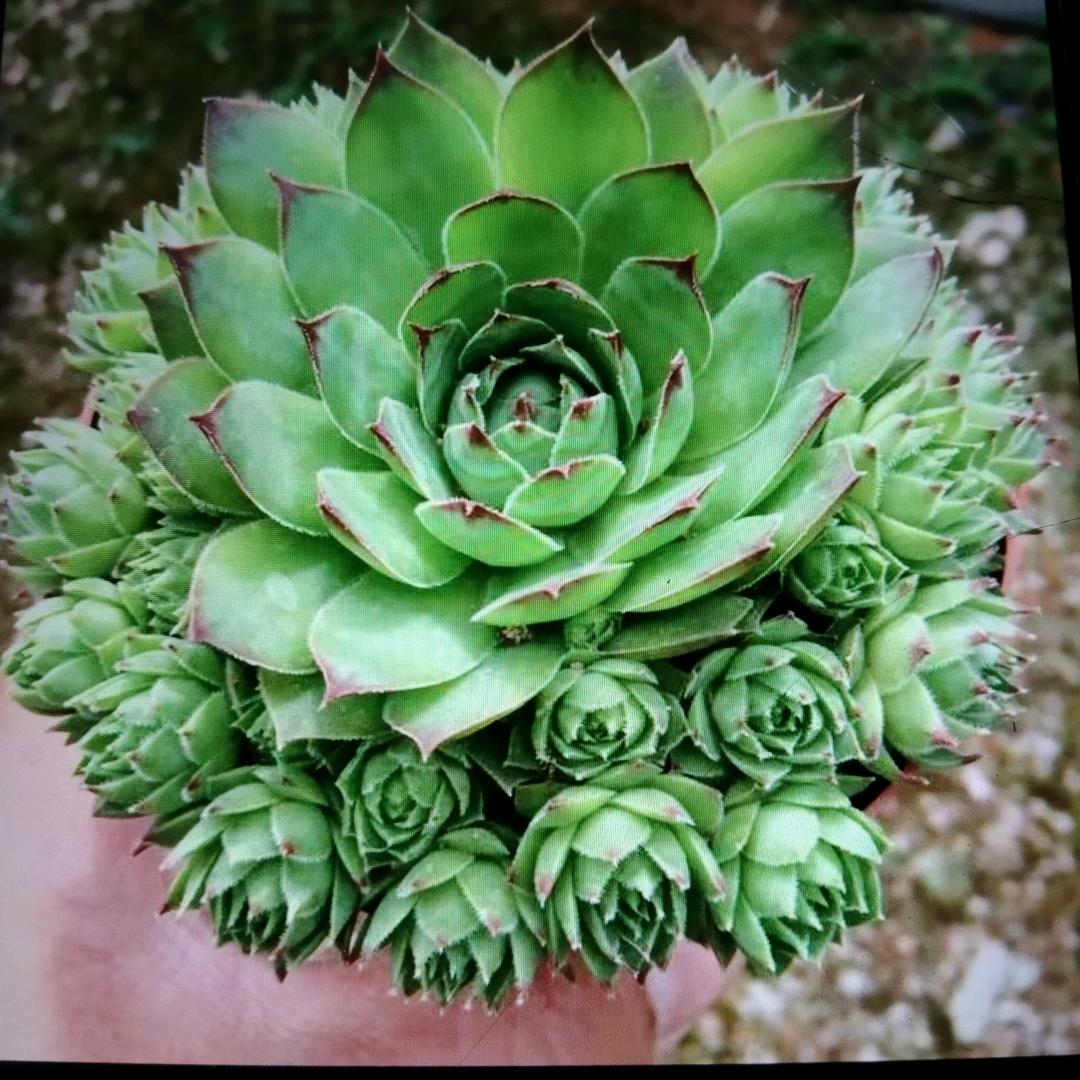 用户梦兰19293649