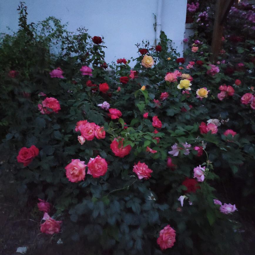 俊英