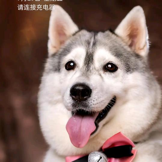 猪仔明