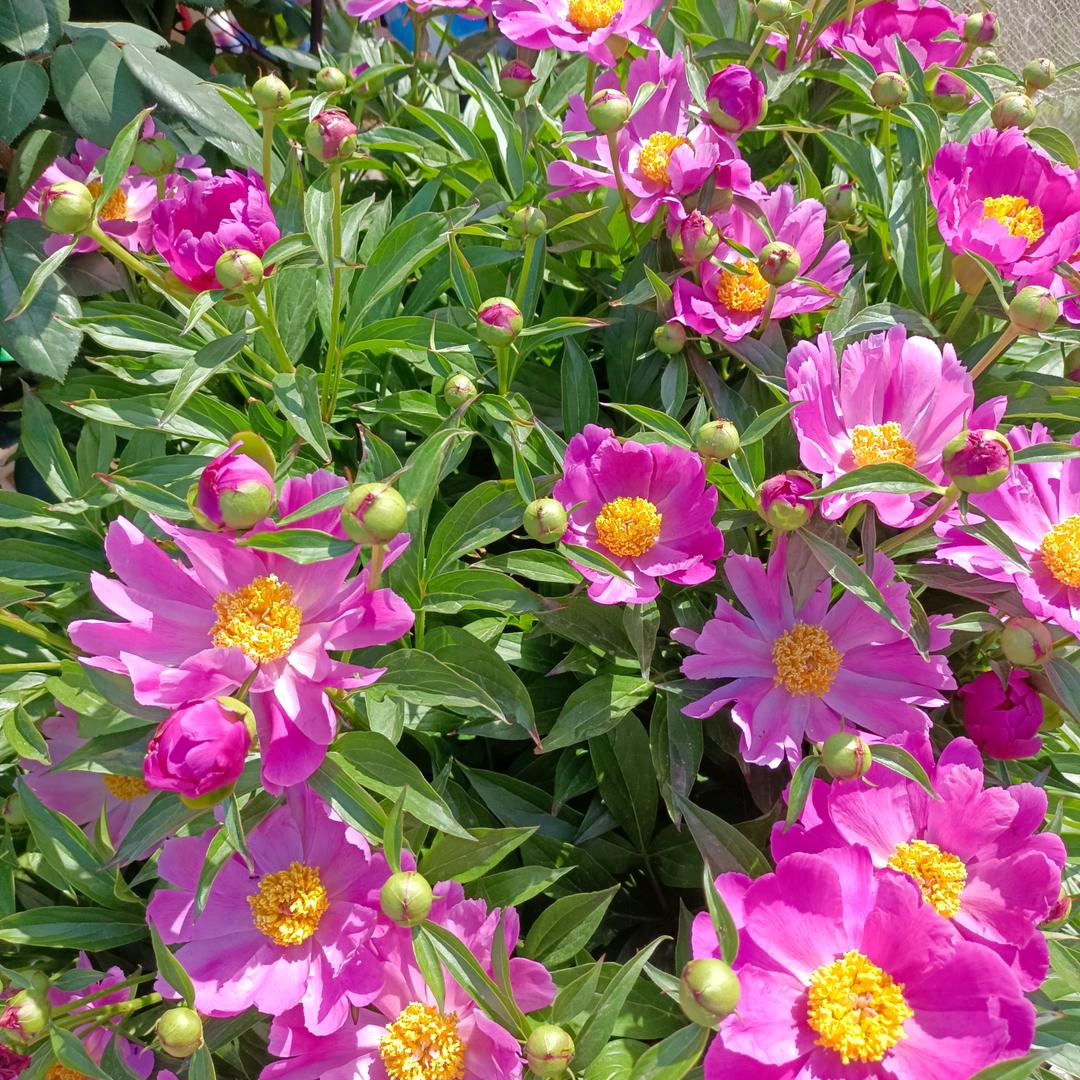 笑口常开《废品回收》