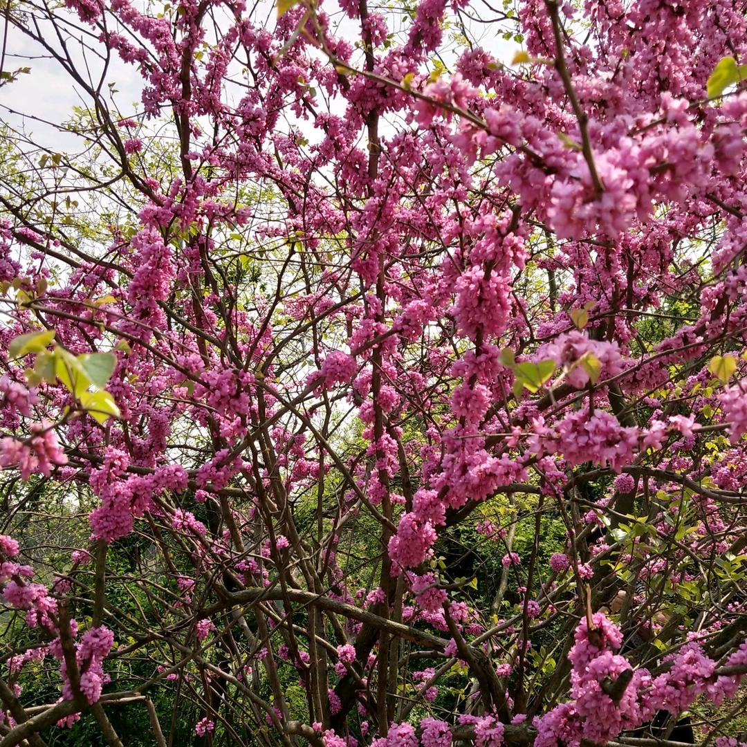 (˵¯͒〰¯͒˵)褚褚动人(˵¯͒〰¯͒