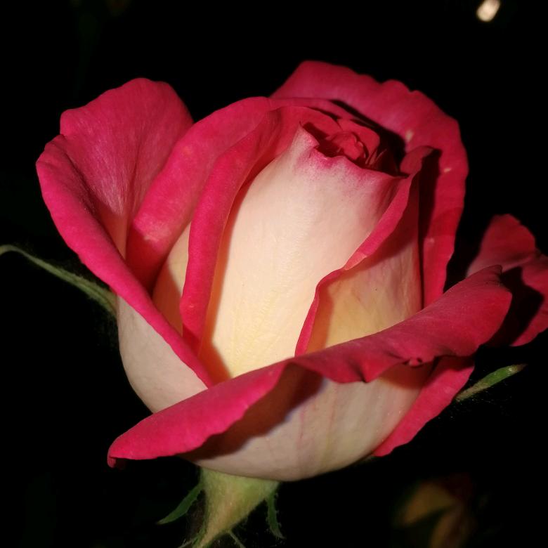 梅花☀️ ¹²²⁶