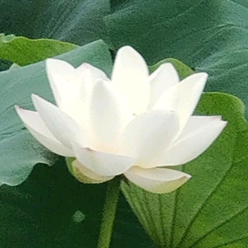 緣由天定