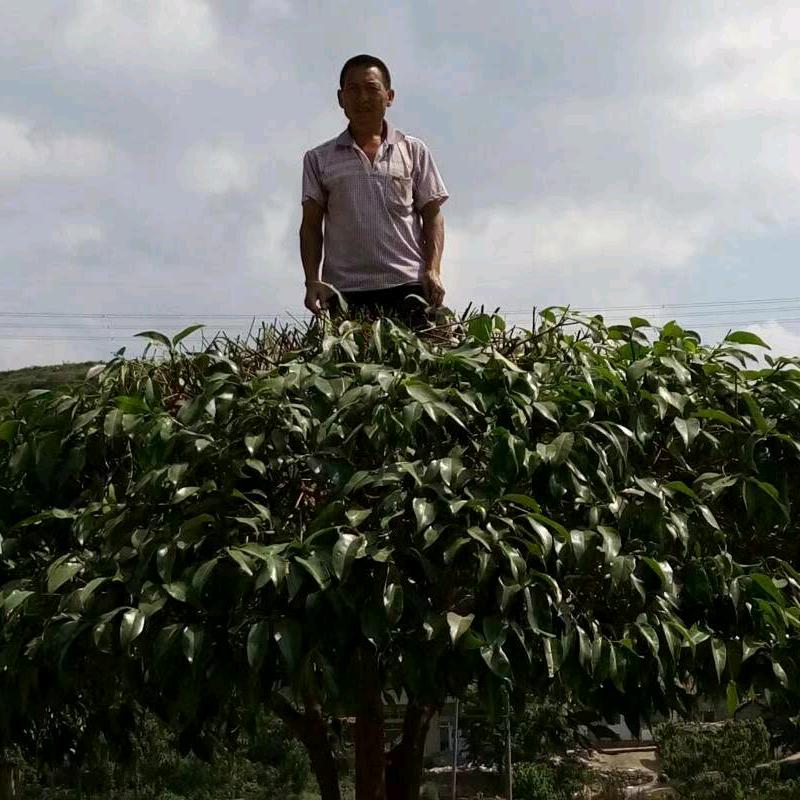 岳仕忠