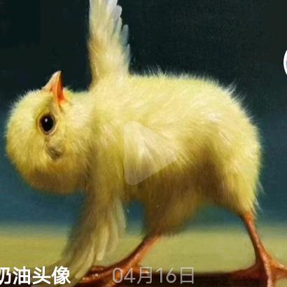 就当我是只鸡
