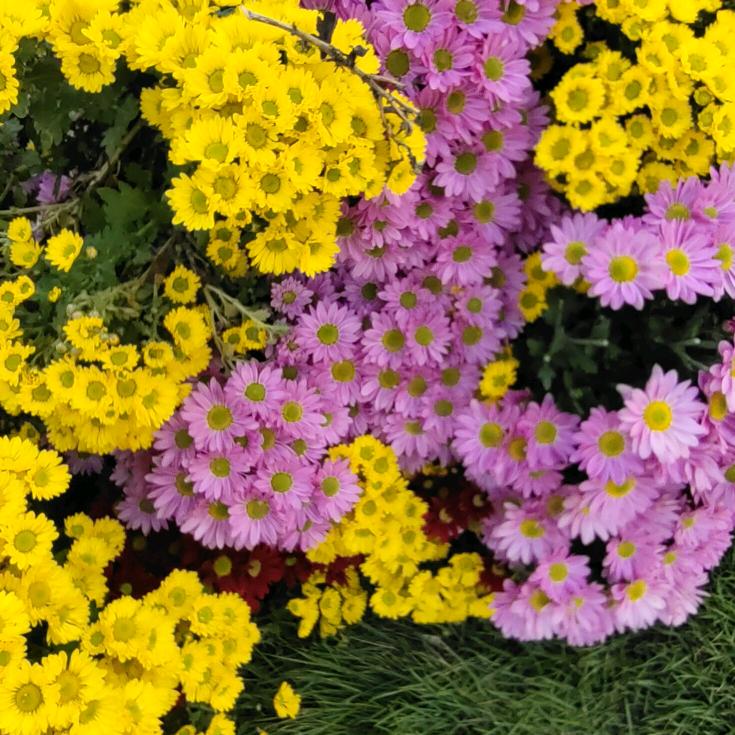 向日葵🌻🌻🌻