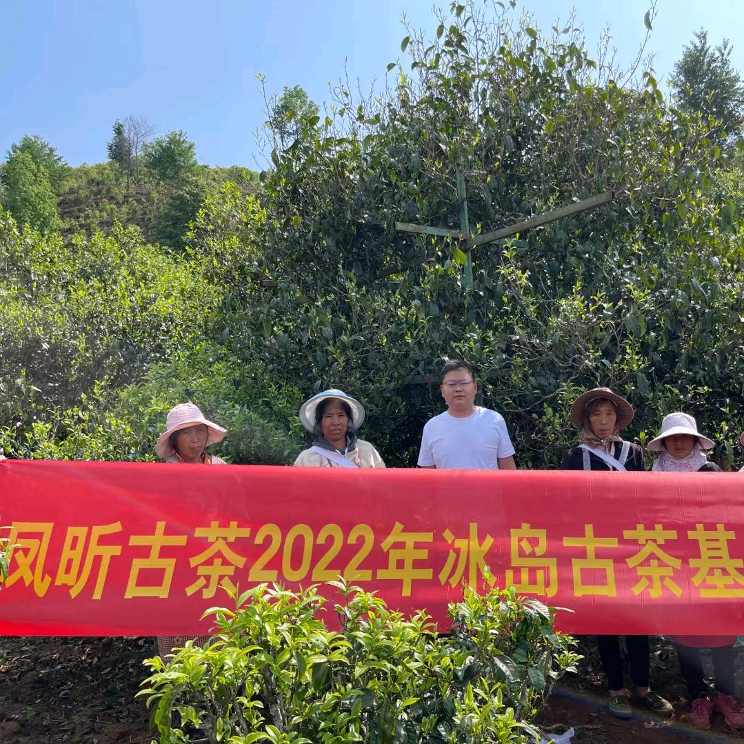 云南昆明普洱茶批发