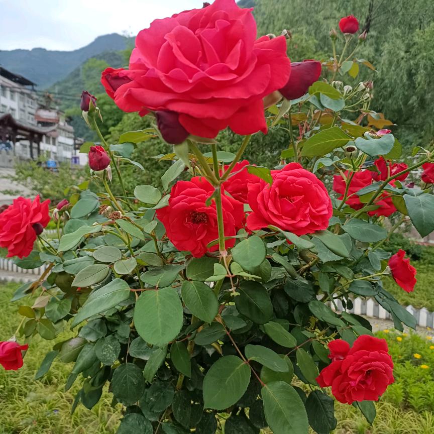 三叶草