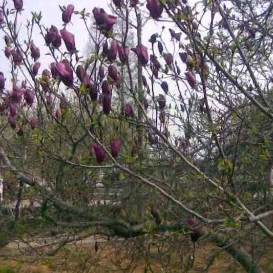 易水寒